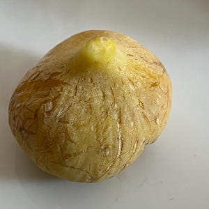 May include: A close-up of a fig, a fruit with a bulbous shape and a small stem. The fig has a light brown exterior with a textured surface and a yellowish-green stem. The fruit is on a white surface.