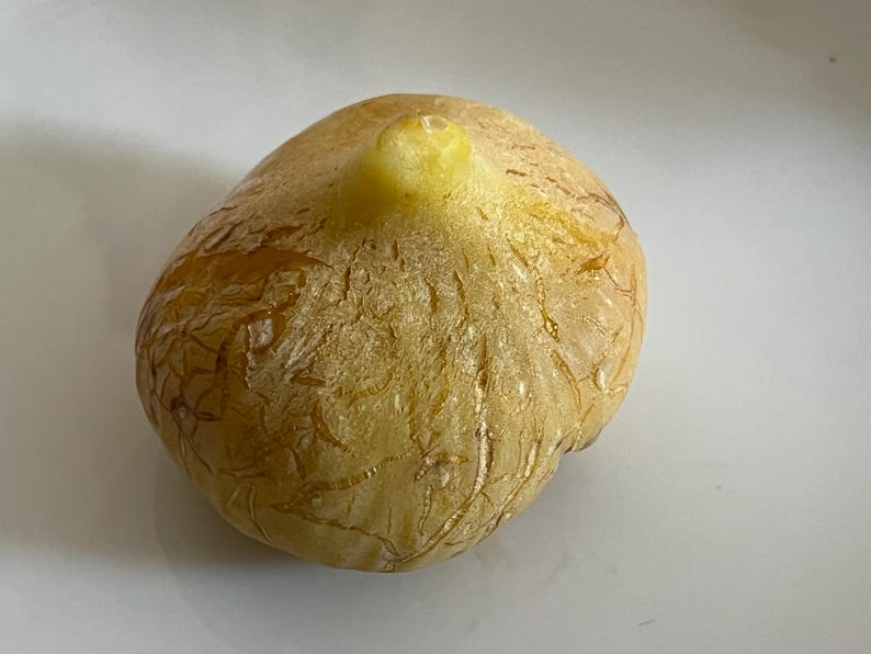 May include: A close-up of a fig, a fruit with a bulbous shape and a small stem. The fig has a light brown exterior with a textured surface and a yellowish-green stem. The fruit is on a white surface.