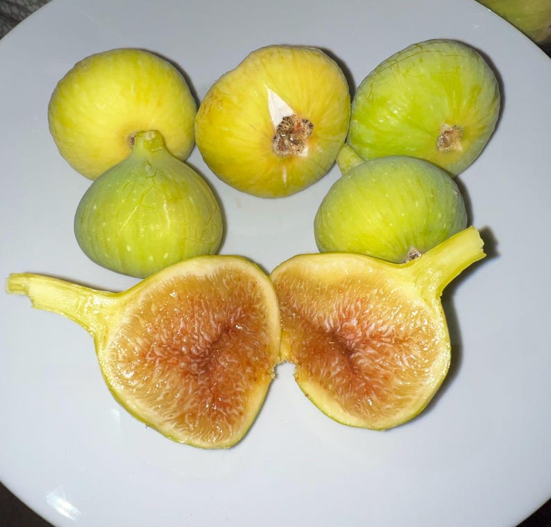 May include: A collection of fresh figs, some whole and others halved, arranged on a white plate. The figs vary in color from light green to yellow, with a reddish-brown interior visible in the cut fruit. The image highlights the natural colors and textures of the fruit.