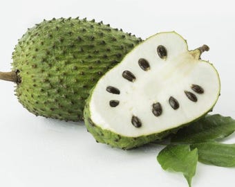 Organic Soursop live plant, Rooted Live Plant, 10-15”.  Guaranteed growth, or free replacement.