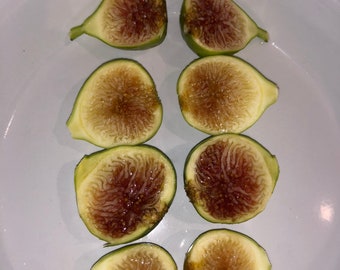 White Marseilles 7 Fresh Fig Cuttings, Sweet Honey Variety, Organic