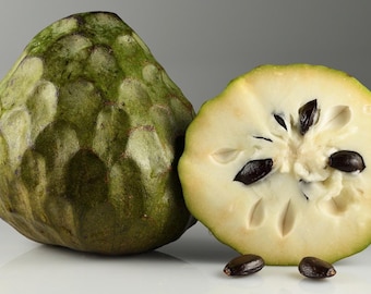 Giant Delicious A+ Mexican Cherimoya Organic Live Plant/ Tree 10-15 in. Guaranteed growth, or free replacement.