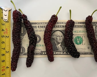 Morera roja pakistaní, árbol vivo, resistente a plagas y orgánico.