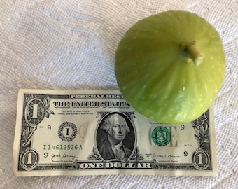 Giant Rare Golden Riverside Fig Tree, Organic Rooted Live Plant (3-4 ft) Guaranteed to grow and give fruits or free replacement.