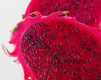 Rooted Giant American Beauty Dragon Fruit, Organic Self Pollinating Plant 2-4 ft