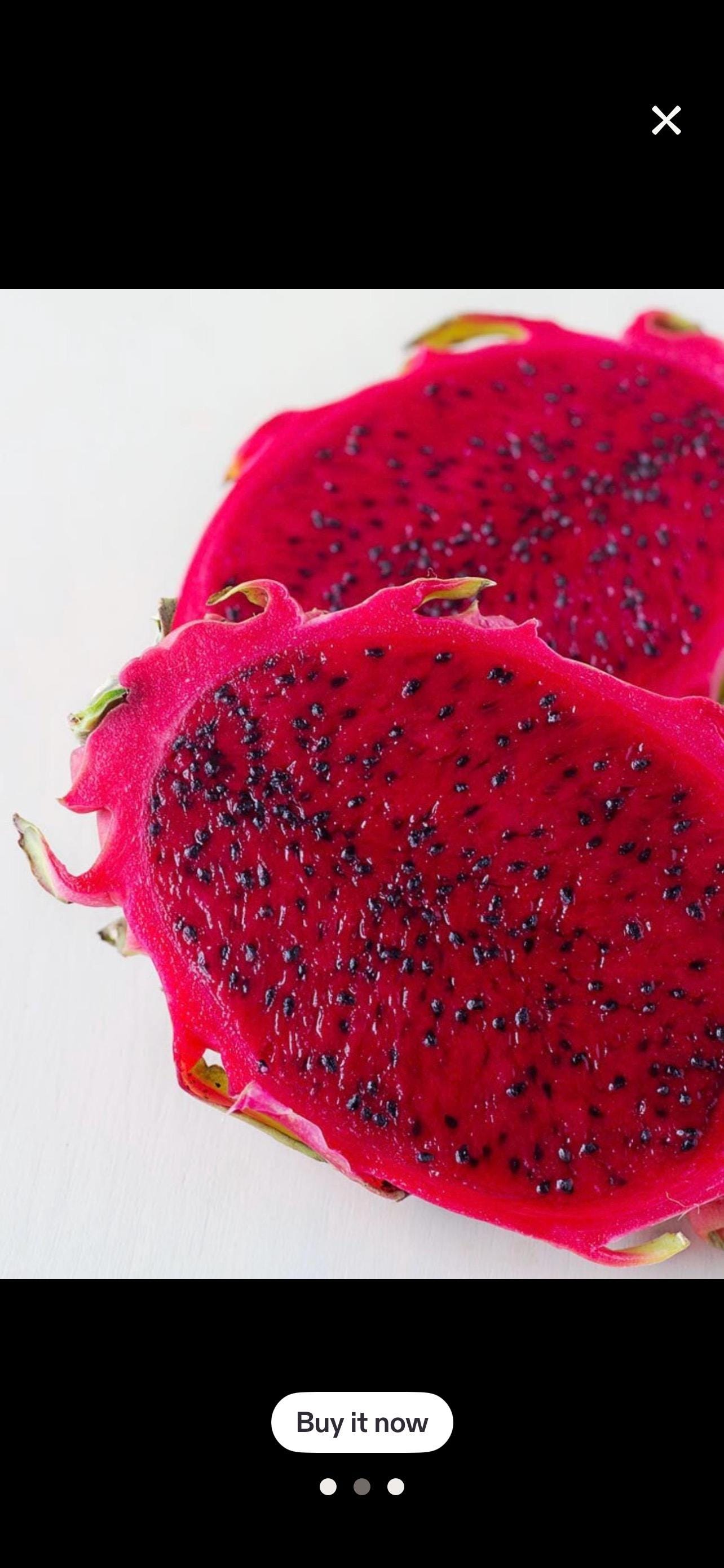 Dragon fruit american beauty - Etsy 日本