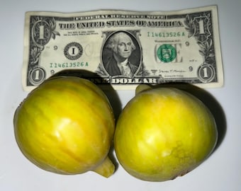 Giant Rare Robert Golden Rainbow Fig Tree, Organic Rooted Live Plant (3-4 ft) Guaranteed to grow and give fruits or free replacement.