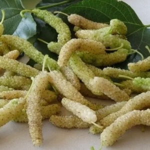 10x White Delicious Very Sweet Shahtoot Mulberry Organic fresh unrooted cuttings. Guaranteed growth, or free replacement.
