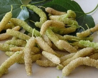 5x White Delicious Very Sweet Shahtoot Mulberry Organic fresh unrooted cuttings