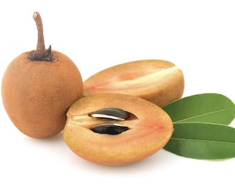 Organic Sapodilla / Sapote Café.  Live Plant: Rooted, Guaranteed Growth (14-16")
