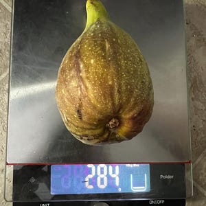 Longue d'Aout Fig Tree, Organic Rooted Live Plant (10-15 in)
