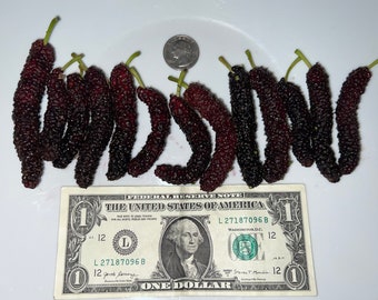 10 unrooted cuttings of Rare Pakistan Red Long Organic Mulberry Live cuttings Pests resistant