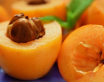 Organic Delicious Loquat live plant tree guaranteed growth or free replacement.