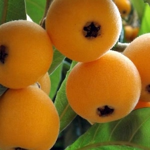 VERY RARE large juicy Sweet Flesh Single Seed Organic Delicious Loquat live plant tree guaranteed growth or free replacement.