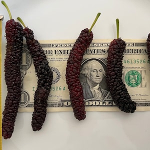 10 unbewurzelte Stecklinge von seltenen Pakistan Red Long Organic Mulberry Lebende Stecklinge Schädlingsresistent. Garantierter Zuwachs oder kostenloser Ersatz.