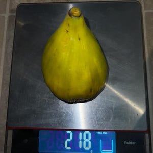 May include: A large, yellow fig rests on a digital kitchen scale. The scale displays a weight of 218 grams. The fig is pear-shaped with a slightly textured surface. The scale is black with a silver weighing surface.