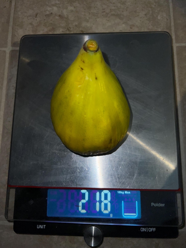 May include: A large, yellow fig rests on a digital kitchen scale. The scale displays a weight of 218 grams. The fig is pear-shaped with a slightly textured surface. The scale is black with a silver weighing surface.
