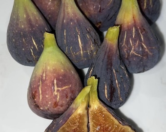 Delicious Rare Violette de Bordeaux fig Organic Rooted with Foliage Live Plant/ Tree 3-4 ft, Guaranteed growth, or free replacement.