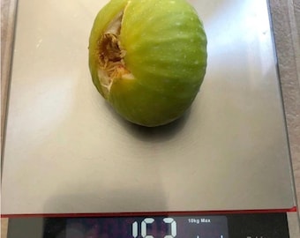 3 Fig varieties in 1 tree Gold Riverside/ I-258/ VDB Figs Organic Rooted with Foliage Live Plant/Tree. Guaranteed growth, or free replace.