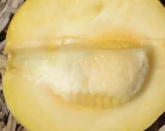 Organic White Sapote Heavenly Fruit live tree guaranteed growth or free replacement. Guaranteed growth, or free replacement.