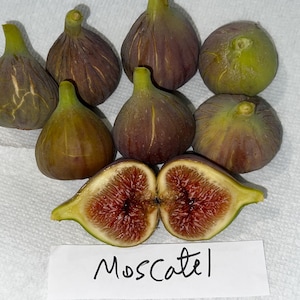 Heerlijke zeldzame MOSCATEL PRETO-vijg, biologisch geworteld met gebladerte Levende plant/boom 3-4 ft, gegarandeerde groei of gratis vervanging.