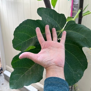 May include: A large, green fig leaf with prominent veins, held up next to a hand for scale. The leaf is a deep green color, with a textured surface. The hand is visible, showing the size of the leaf.