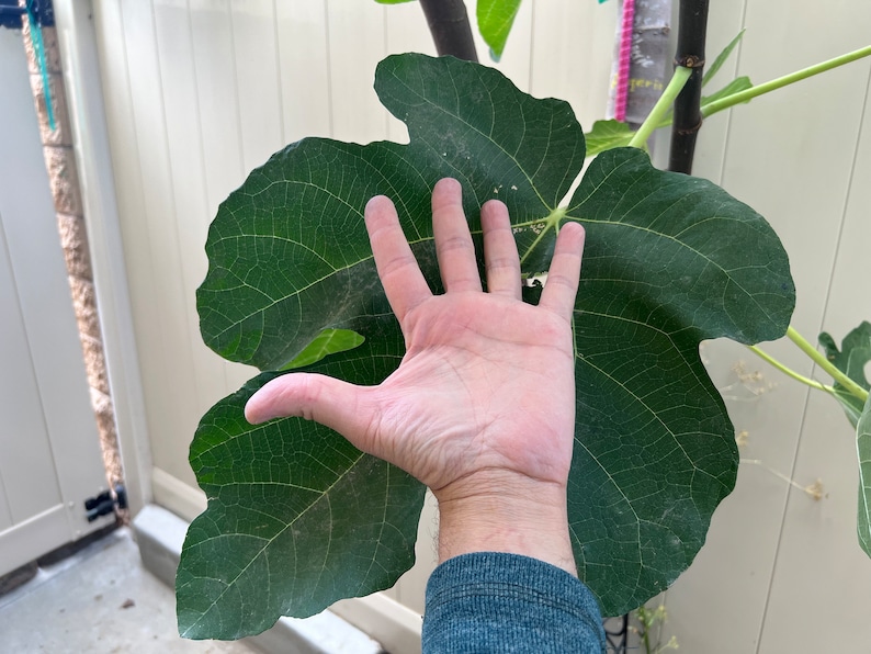 May include: A large, green fig leaf with prominent veins, held up next to a hand for scale. The leaf is a deep green color, with a textured surface. The hand is visible, showing the size of the leaf.
