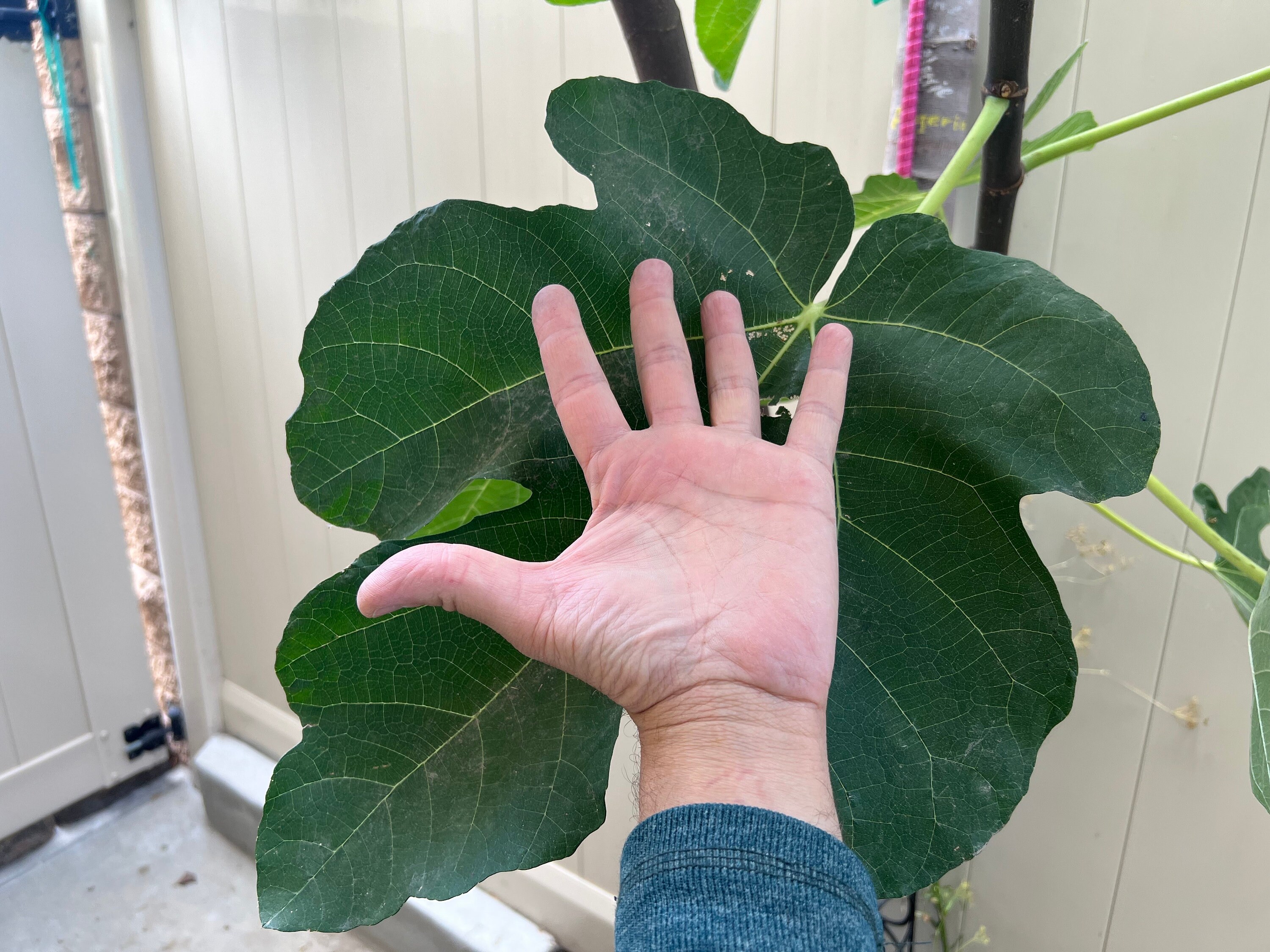 Delicious Constantine D'algerie Fig Organic Rooted With