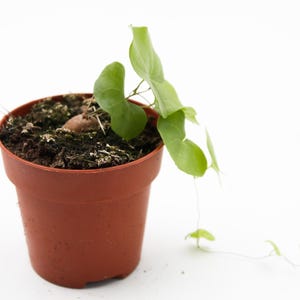 Dioscorea Elephantipes | Caudex plant | 8.5 cm pot