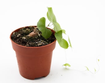 Dioscorea Elephantipes | Caudex plant | 8.5 cm pot
