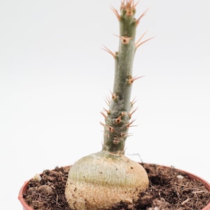 Pachypodium succulentum | Caudex | Einzigartige Caudex-Pflanze | Dickfußpflanze | 8,5 cm Topf