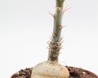 Pachypodium succulentum | caudex | Plante caudex unique | Plante à pieds épais | pot de 8,5 cm