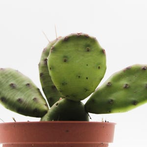 Könnte beinhalten: Ein Topf-Feigenkaktus mit mehreren grünen, flachen Blättern. Die Blätter haben kleine, dunkle Flecken und sind fächerförmig angeordnet. Der Terrakotta-Topf kontrastiert mit der leuchtend grünen Pflanze vor weißem Hintergrund.