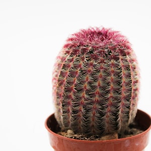 May include: A pink and green cactus with a round shape, potted in a brown pot.