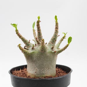 Adenium arabicum | Caudex | Beautiful shaped stem | 12 cm pot