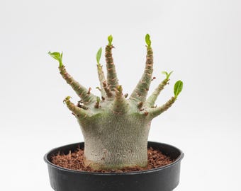 Adenium arabicum | Caudex | piękny kształt | Elephant's Foot | doniczka 12 cm
