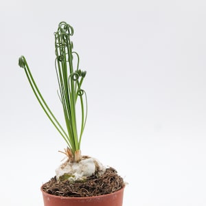 Op de afbeelding: Een kleine potplant met lange, groene, krullende bladeren. De plant staat in een kleine, bruine plastic pot. De bolvormige basis van de plant is zichtbaar, omgeven door aarde. De achtergrond is effen wit.