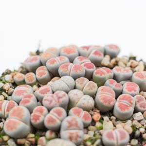 Op de afbeelding: Een close-up van een pot met levende steenplanten, ook wel Lithops genoemd. De vetplanten hebben grijsgroene lichamen met roodroze toppen. De pot is gevuld met kleine kiezels en aarde, tegen een witte achtergrond.