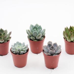 Op de afbeelding: Vijf kleine vetplanten in terracotta potten. De vetplanten variëren in kleur, waaronder groen, blauwgroen en paarsgrijs. De planten zijn geplaatst tegen een witte achtergrond, die hun gevarieerde texturen en tinten benadrukt.