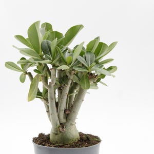 Adenium obesum | Caudex | vackert formad | ökenros | växer i en 10,5 cm kruka