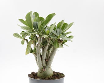 Adenium obesum | Caudex | de forma hermosa | rosa del desierto | crece en una maceta de 10,5 cm