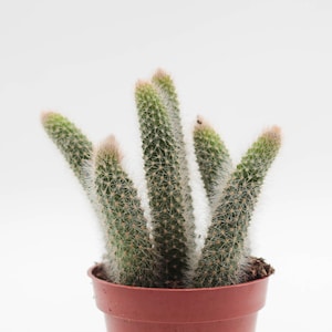 Cleistocactus winteri subs. colademononis „Affenschwanzkaktus“