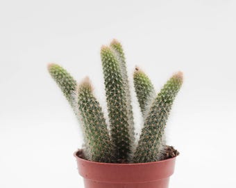 Cleistocactus winteri subs. colademononis "cactus coda di scimmia"