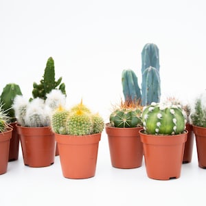 May include: A collection of potted cacti in various shapes and sizes. The cacti range in color from green to blue-green, with some featuring white spines and yellow flowers. The pots are a terracotta color, and the background is white.
