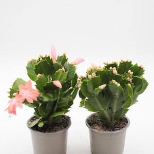 Pode incluir: Duas plantas de cacto de Natal em vasos com folhas verdes segmentadas e flores rosa. As plantas estão em vasos de plástico cinza sobre um fundo branco. Uma planta tem uma flor totalmente desabrochada.