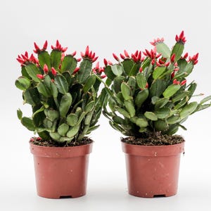 Rhipsalidopsis gaertneri | Osterkaktus | Orange-rosa Blüten | 2 Pflanzen im 8,5-cm-Topf | Ikhebeencactus