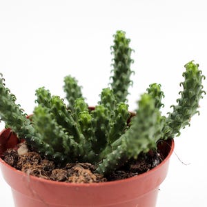 Euphorbia caput-medusa | Einzigartige Pflanze | Ganze Pflanze im 8,5-cm-Topf