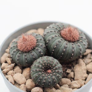 Pode incluir: Uma aproximação de três pequenos cactos redondos num vaso cinzento cheio de pequenas pedras. Os cactos são verde escuro com uma textura anelada e um centro difuso castanho-avermelhado. O vaso está sobre um fundo branco.