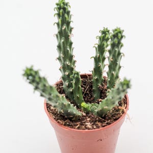 Euphorbia caput-medusa | einzigartige Pflanze | Ganze Pflanze im 8,5 cm Topf