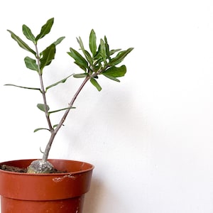 Op de afbeelding: Een kleine groene plant met een dikke, bolvormige basis, die groeit in een terracotta pot. De plant heeft een enkele stengel met meerdere takken en bladeren.